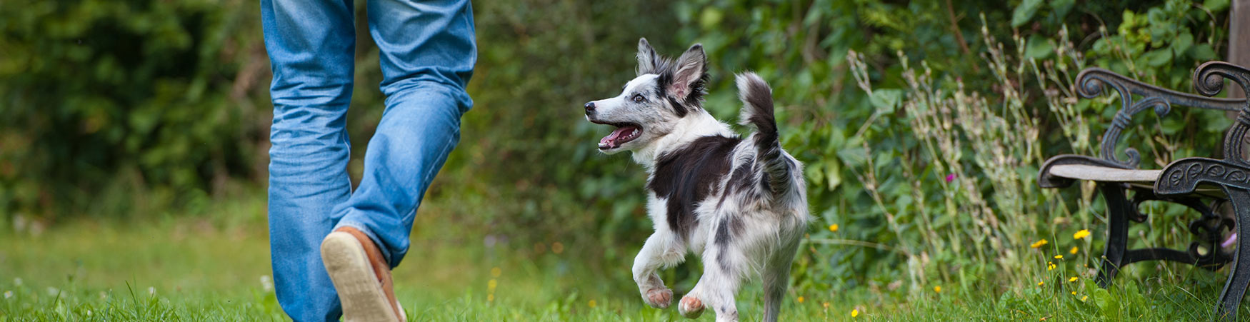 Colorado (South) Dog Training Canine Dimensions