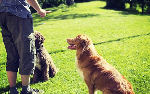 2 dogs sit stay training