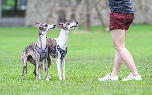 2 whippets with trainer