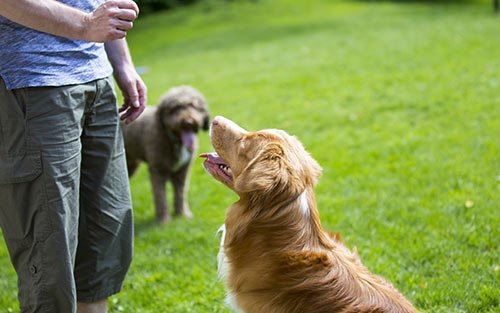 back yard dog training