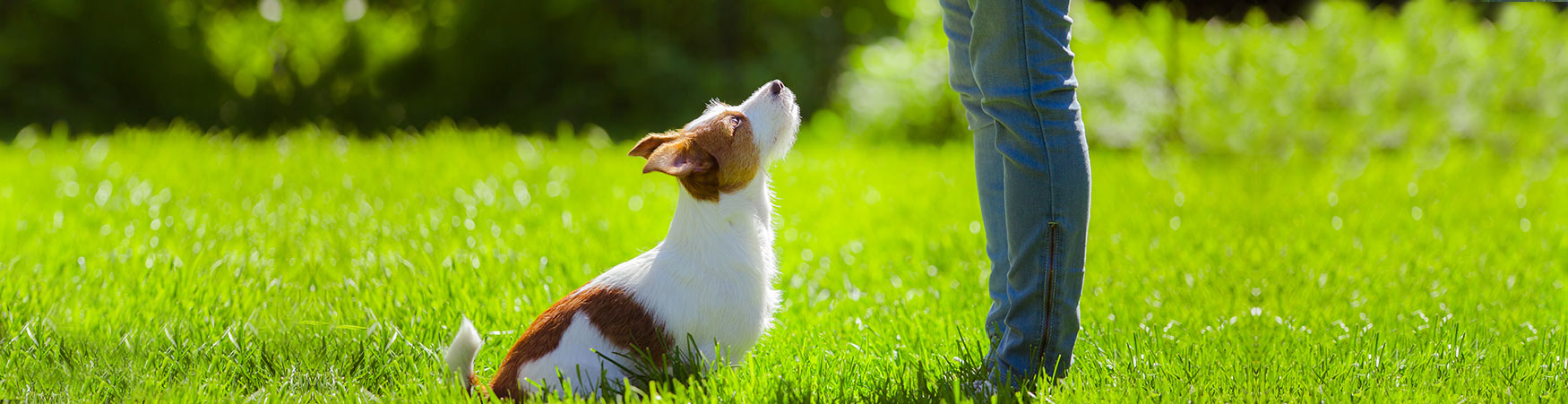 In-home Dog Training serves Kansas City