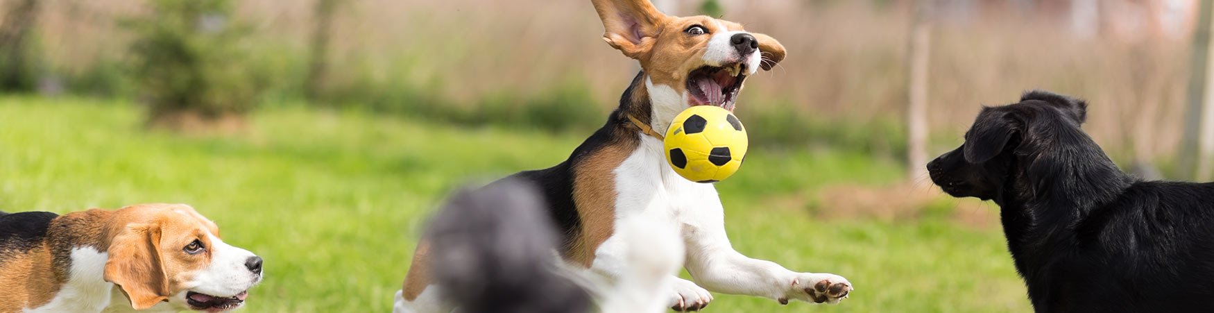 Dog Training in PENNSYLVANIA