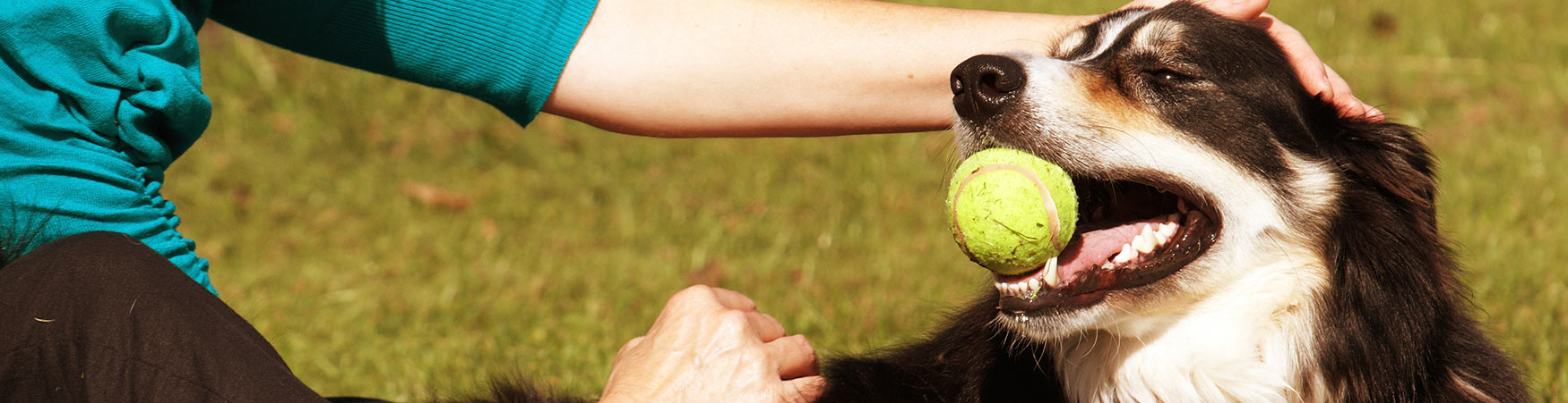Dog Training in DOG TRAINING IN PITTSBURGH, PA