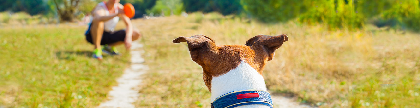 Dog Training and Puppy Training in Fort Lauderdale and South Florida