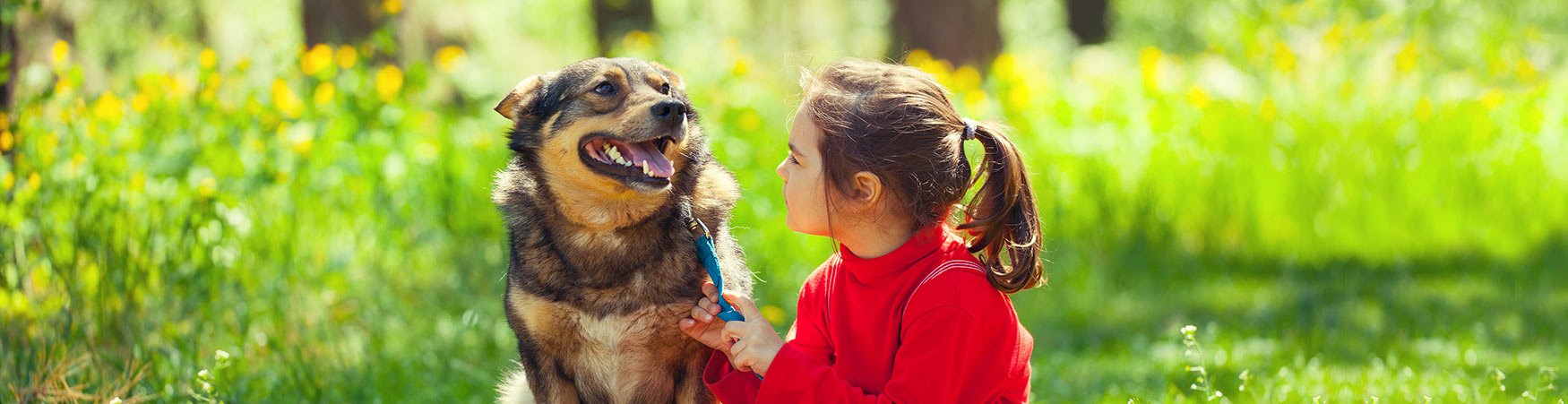 Dog Training in DUPAGE AND WILL COUNTIES IL