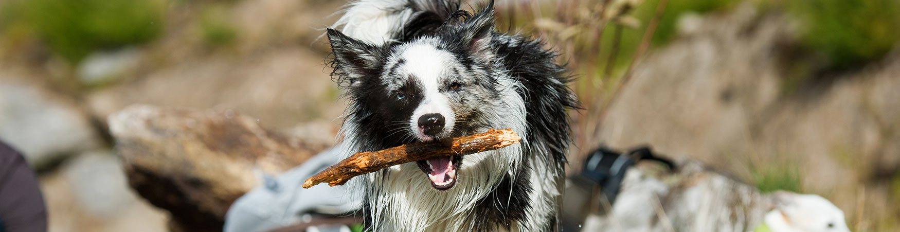 Dog Training in NORTHERN ILLINOIS