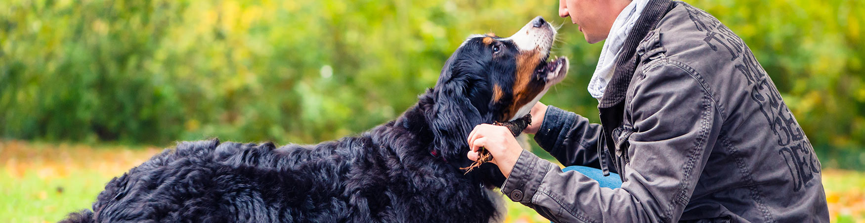 Dog Training in COLORADO