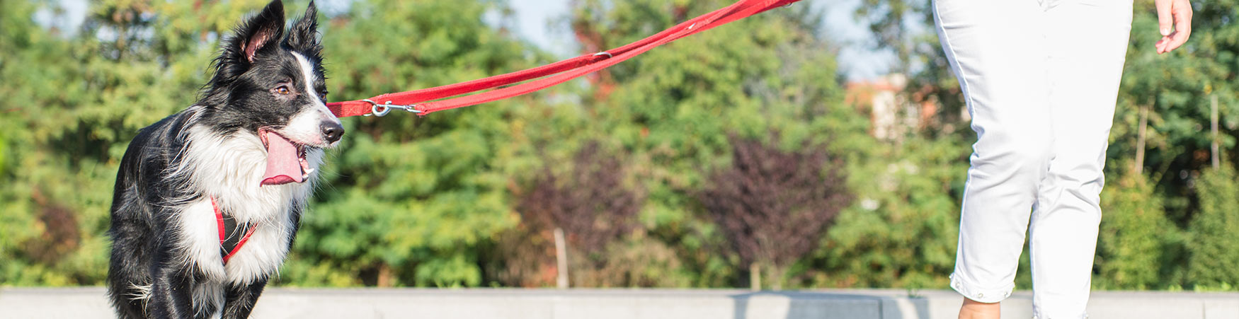 Dog Training in VIRGINIA AND WASHINGTON D.C.