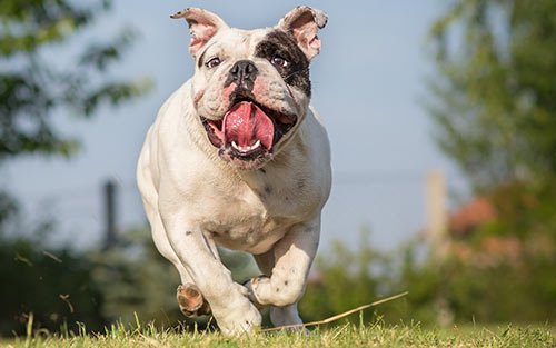 bulldog-running-outside