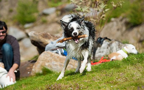 Dog running with stick