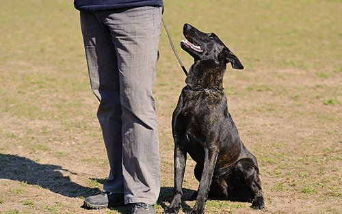 Dog training with owner heel