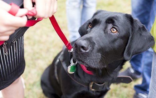 Lab leash training