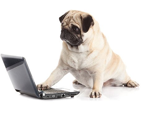 Canine Dimensions In-Home Dog Training