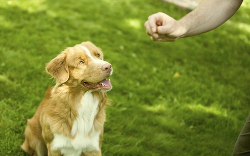 Treat training back yard