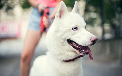 white dog with blue eyes