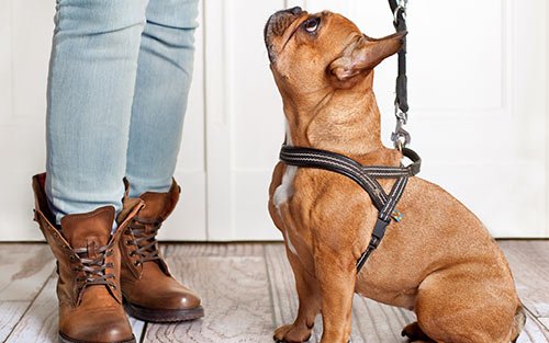 woman leash training