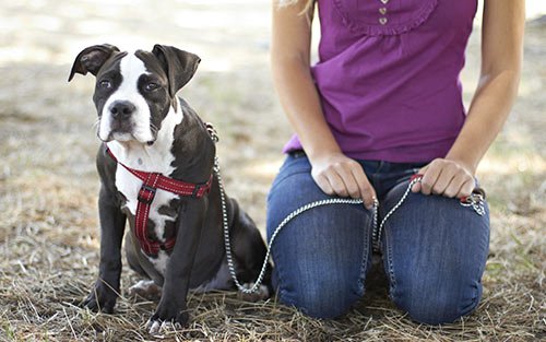 Young dog sitting with owner