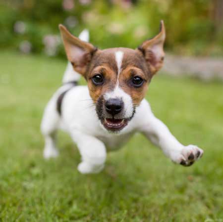 Running puppy