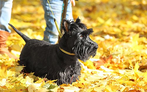 In-home Dog Training and Puppy Training in North Carolina Charlotte Region