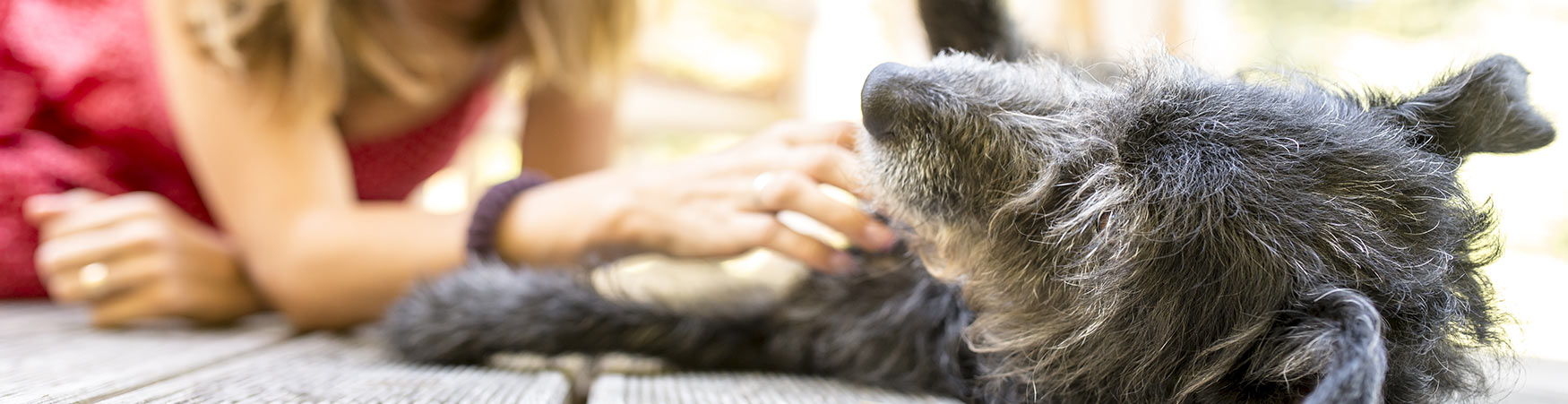 Dog Training in ORANGE COUNTY, CALIFORNIA